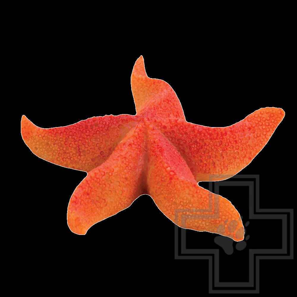 Laguna Звезда морская Астерина мини