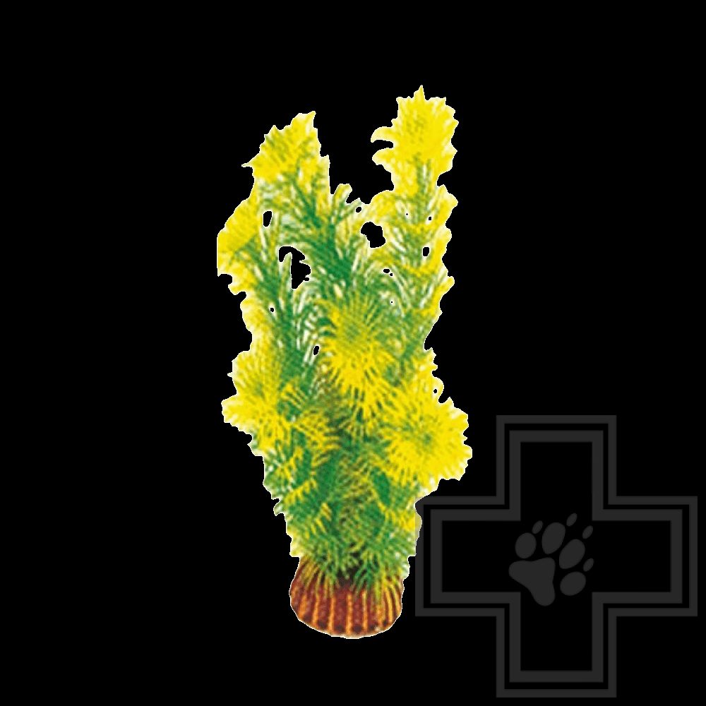 Laguna Амбулия красная