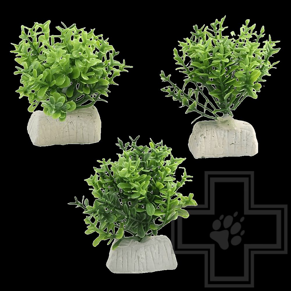 Laguna Микрантемум