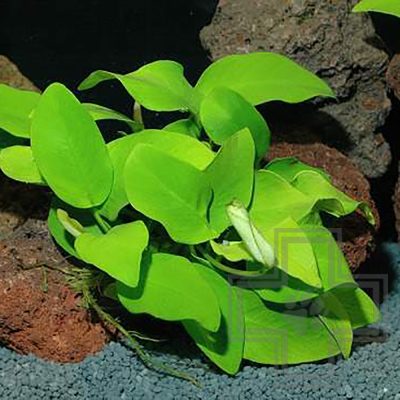 PANAQUA Растение Анубиас нана голд