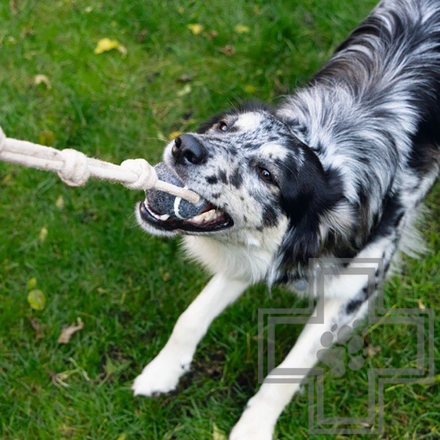 Beeztees Игрушка теннисный мяч с канатом для собак