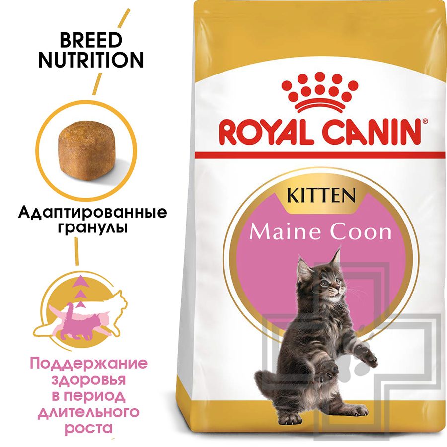 Royal Canin Maine Coon Kitten