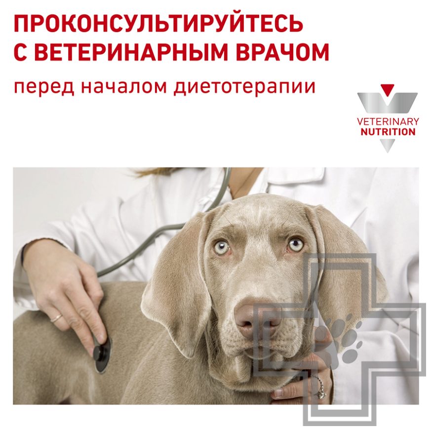 Royal Canin Urinary S/O Small Dog Royal Canin Urinary S/O Small Dog