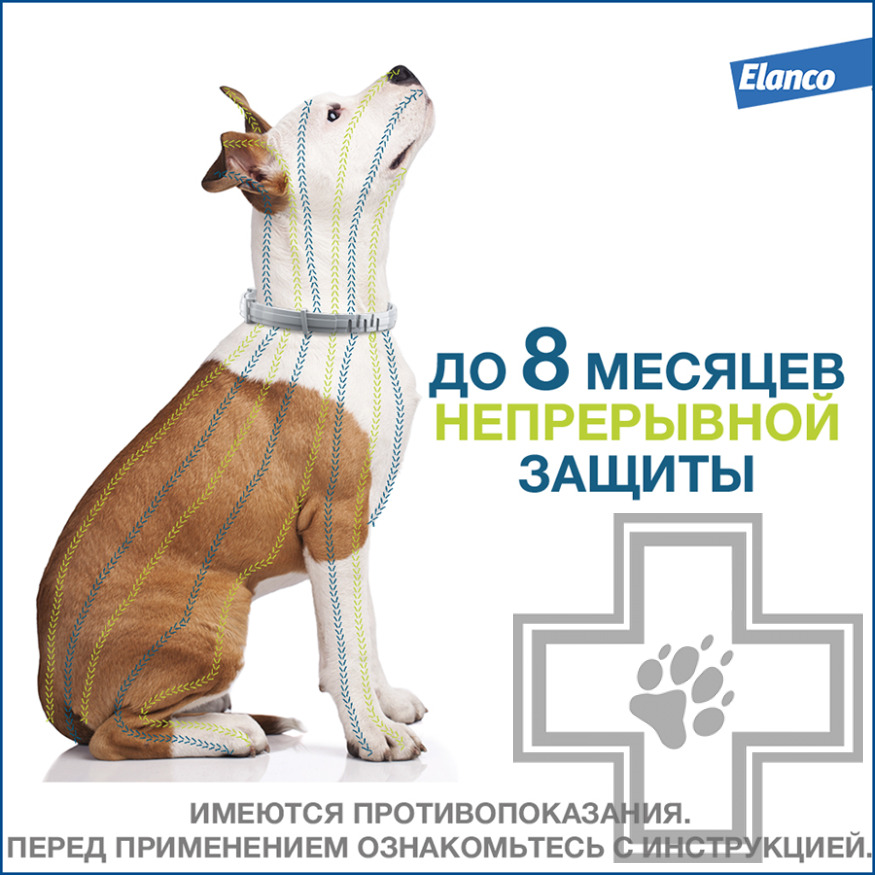 Foresto Ошейник от блох и клещей для собак (цена за 1 ошейник) Foresto Ошейник от блох и клещей для собак (цена за 1 ошейник)