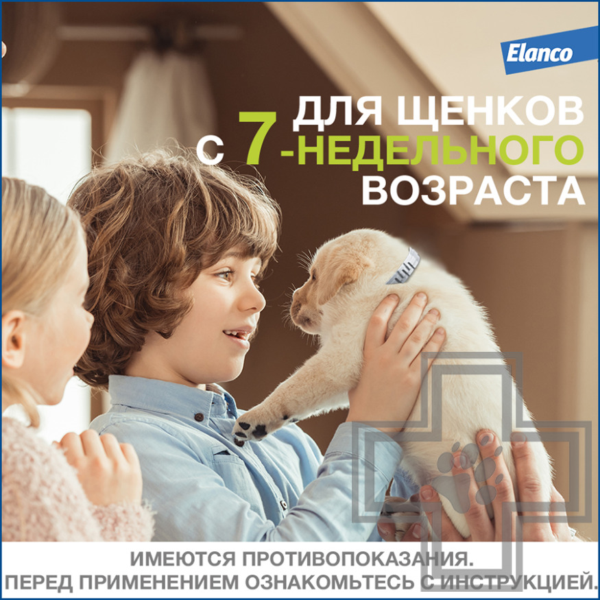 Foresto Ошейник от блох и клещей для собак (цена за 1 ошейник) Foresto Ошейник от блох и клещей для собак (цена за 1 ошейник)