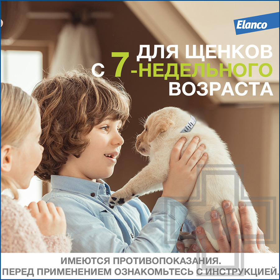Foresto Ошейник от блох и клещей для собак (цена за 1 ошейник)