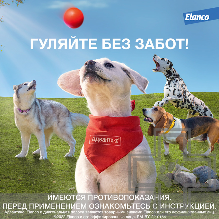 Форесто 38см для собак до 8кг от блох, клещей, водостойкий защита до 8 месяцев (Bayer)