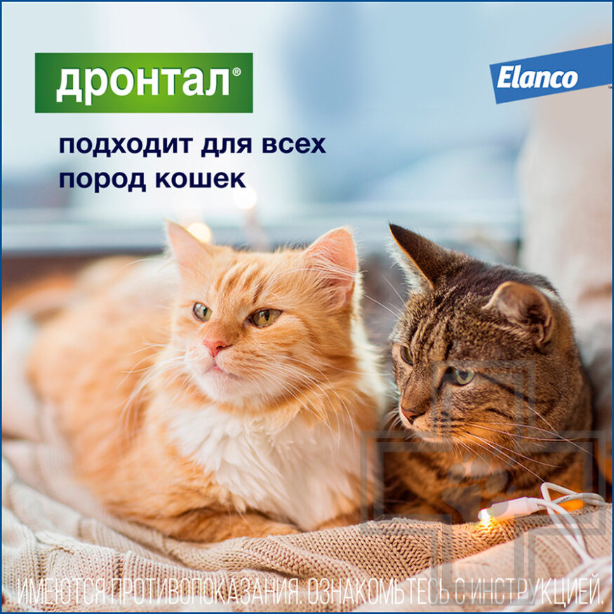 ДРОНТАЛ Таблетки от гельминтов для кошек (цена за 1 таблетку)