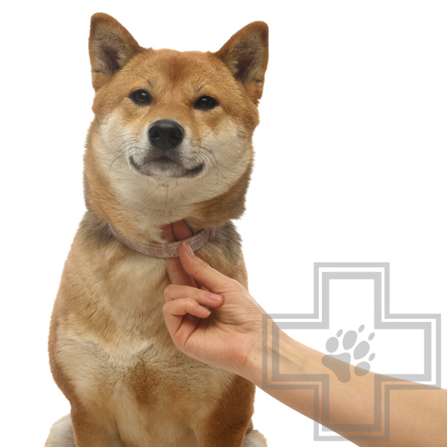 Больфо Ошейник для собак и кошек от блох и клещей (цена за 1 шт.) Больфо Ошейник для собак и кошек от блох и клещей (цена за 1 шт.)