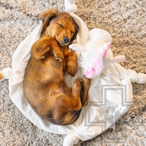 Beeztees Плюшевая игрушка для щенков "Единорог" Beeztees Плюшевая игрушка для щенков "Единорог"