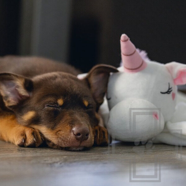 Beeztees Плюшевая игрушка для щенков "Единорог" Beeztees Плюшевая игрушка для щенков "Единорог"