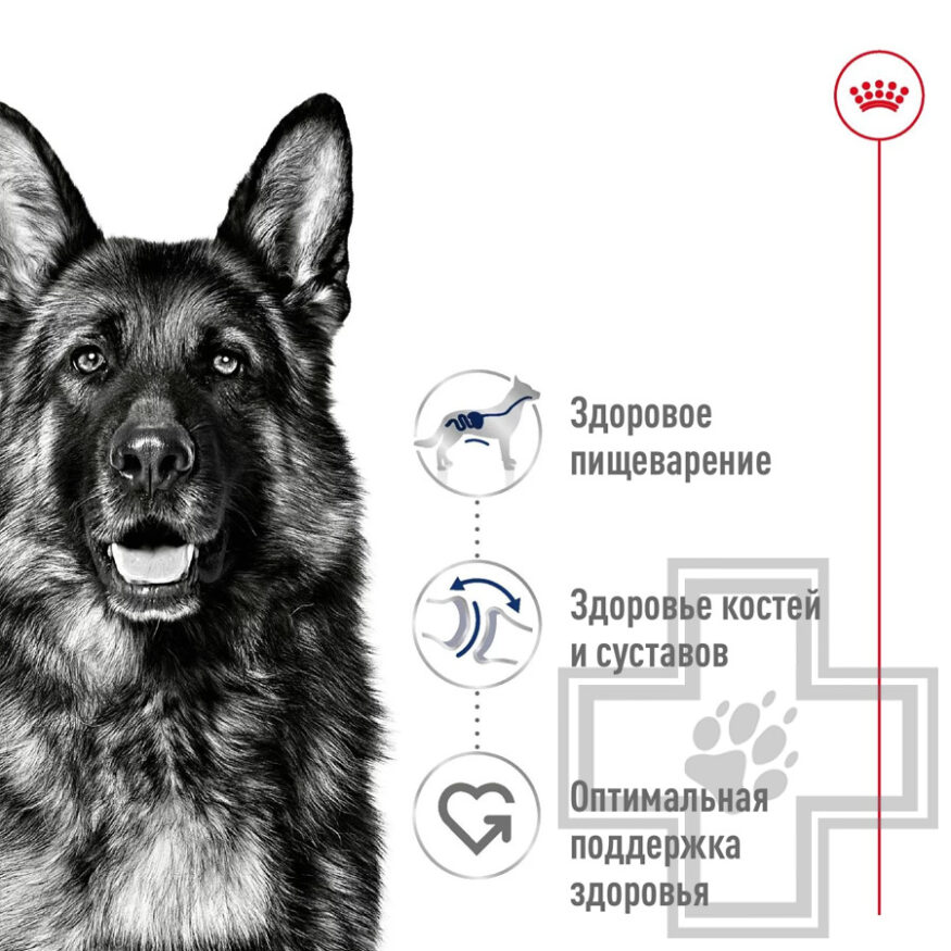 Royal Canin Maxi Adult Консервы для взрослых собак крупных пород