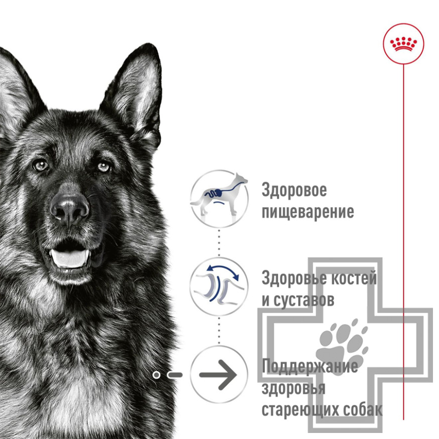 Royal Canin Maxi Ageing Консервы для стареющих собак крупных пород