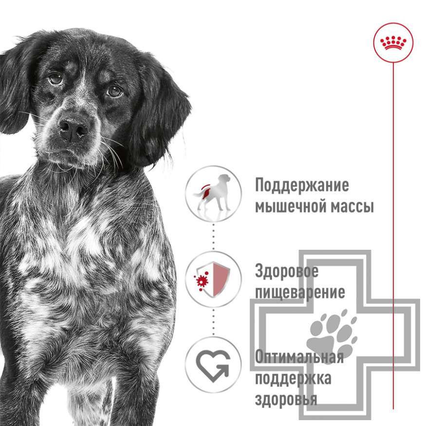 Royal Canin Medium Adult Консервы для взрослых собак средних пород