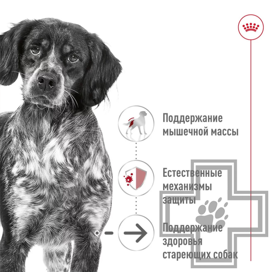 Royal Canin Medium Ageing Консервы для стареющих собак средних пород