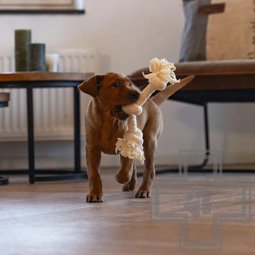 Beeztees Игрушка для щенков "Канат с тремя узлами" Beeztees Игрушка для щенков "Канат с тремя узлами"