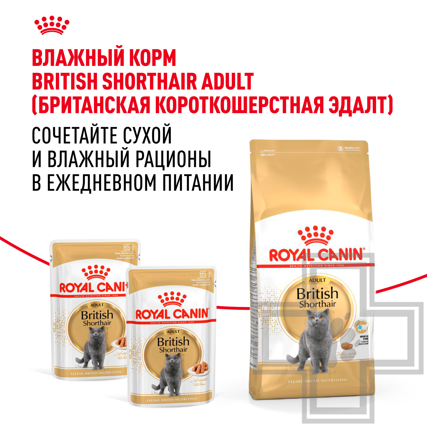 Royal Canin British Shorthair Adult