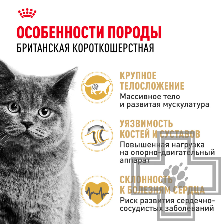 Royal Canin British Shorthair Adult Royal Canin British Shorthair Adult