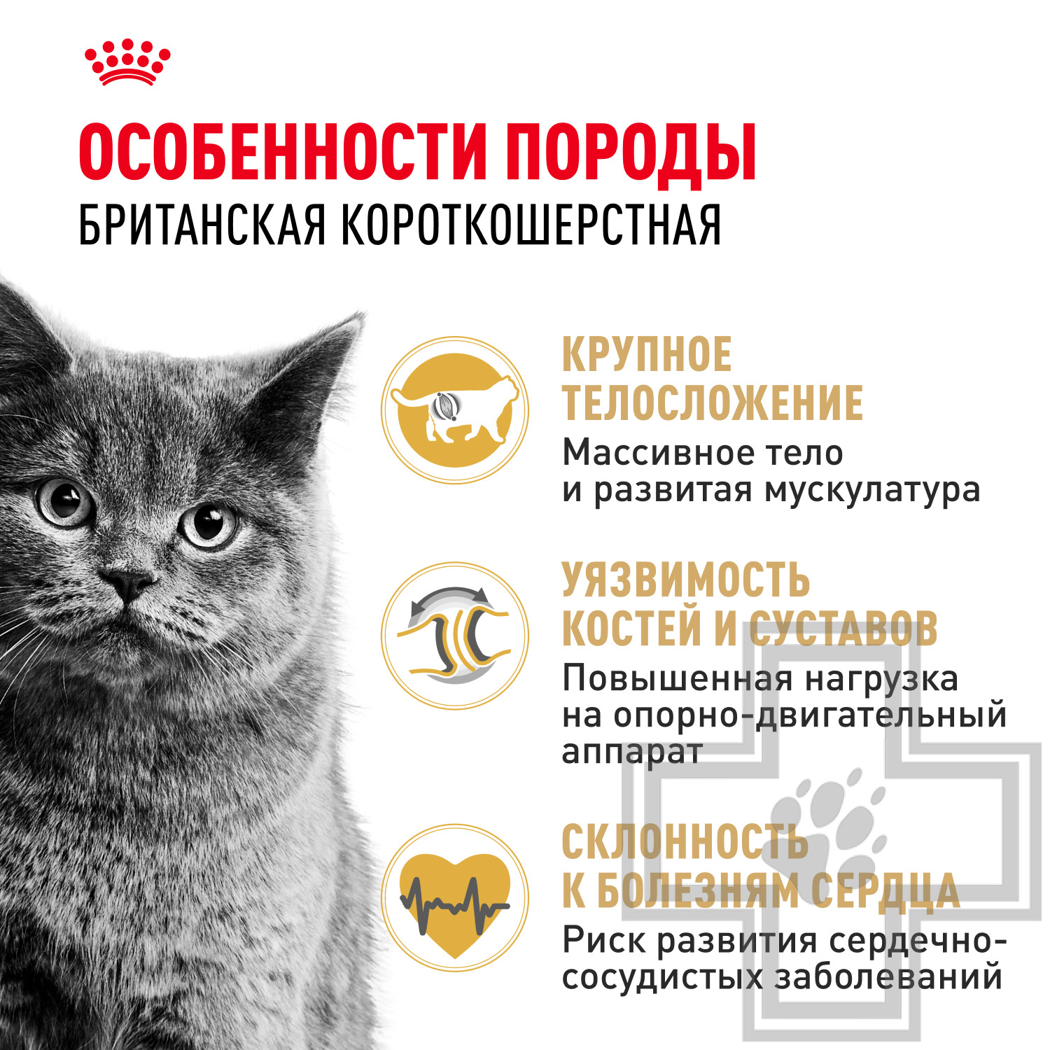 Royal Canin British Shorthair Adult