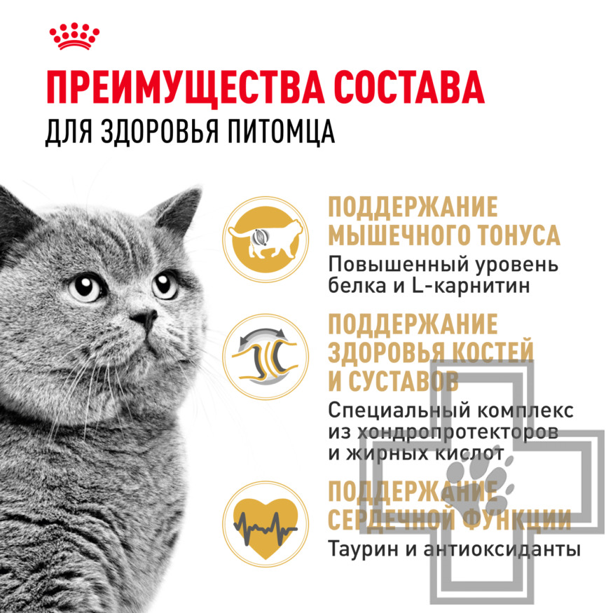 Royal Canin British Shorthair Adult Royal Canin British Shorthair Adult