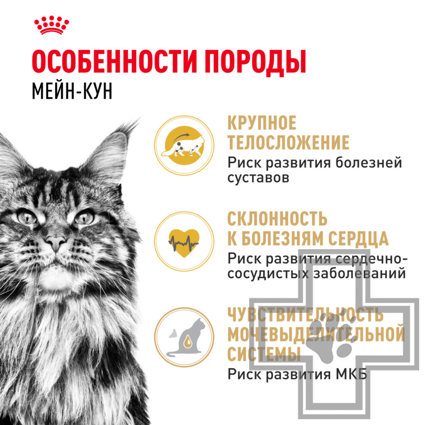 Royal Canin Maine Coon Adult Royal Canin Maine Coon Adult
