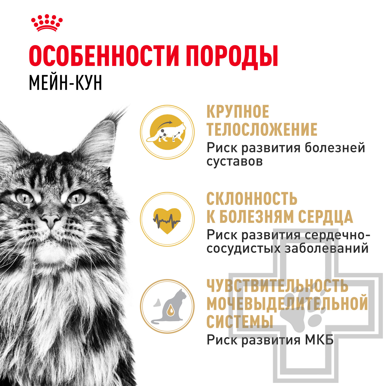 Royal Canin Maine Coon Adult