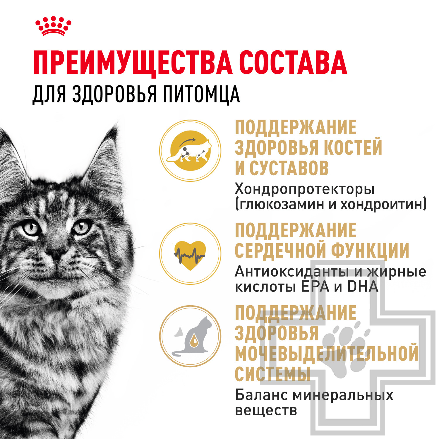 Royal Canin Maine Coon Adult