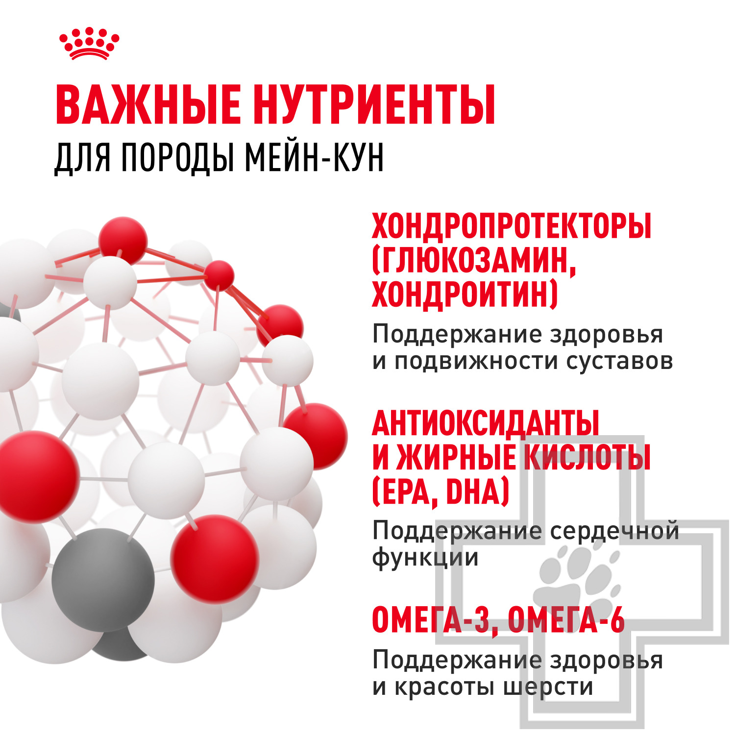 Royal Canin Maine Coon Adult