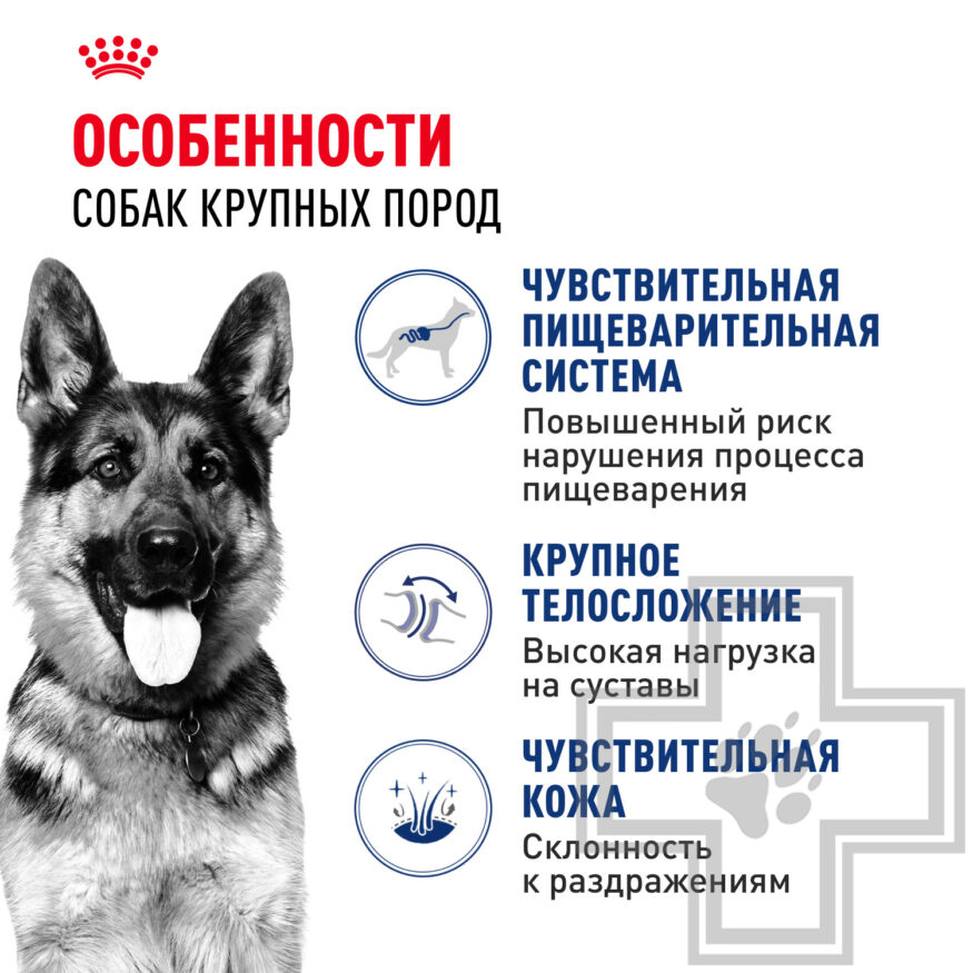 Royal Canin Maxi Adult Royal Canin Maxi Adult