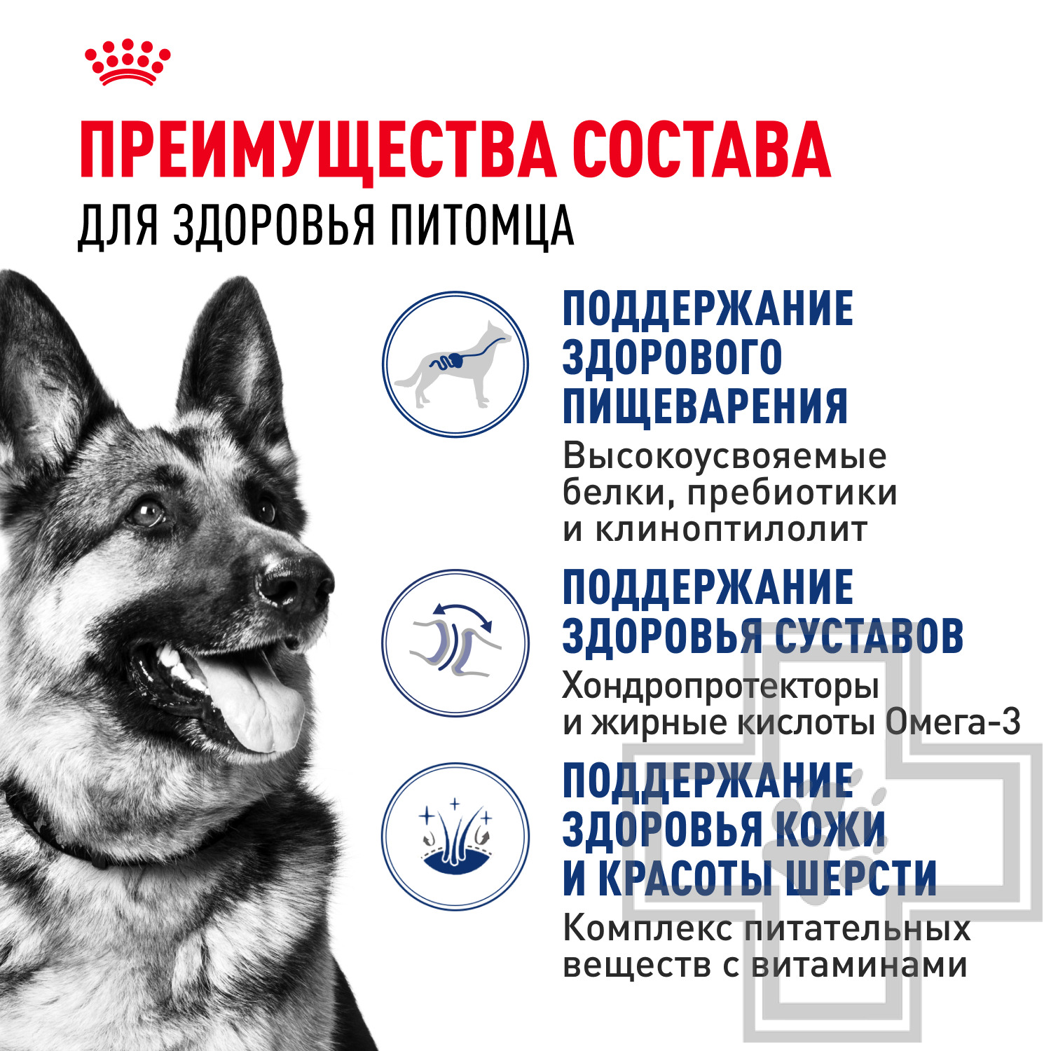 Royal Canin Maxi Adult