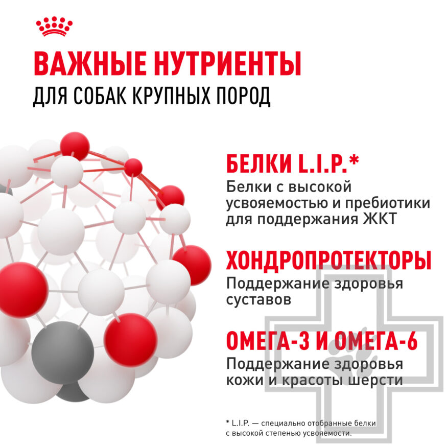 Royal Canin Maxi Adult Royal Canin Maxi Adult