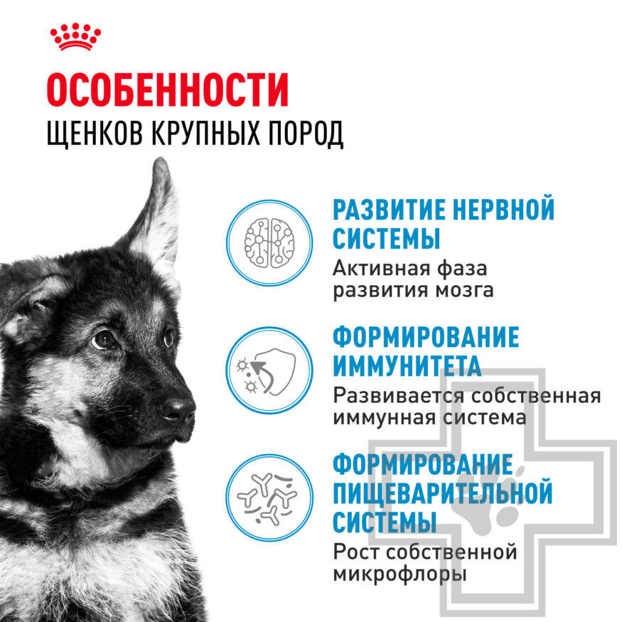 Royal Canin Maxi Puppy Royal Canin Maxi Puppy