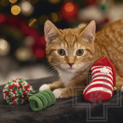 Beeztees Игрушки "Рождественская забава» для кошек, 3 шт.