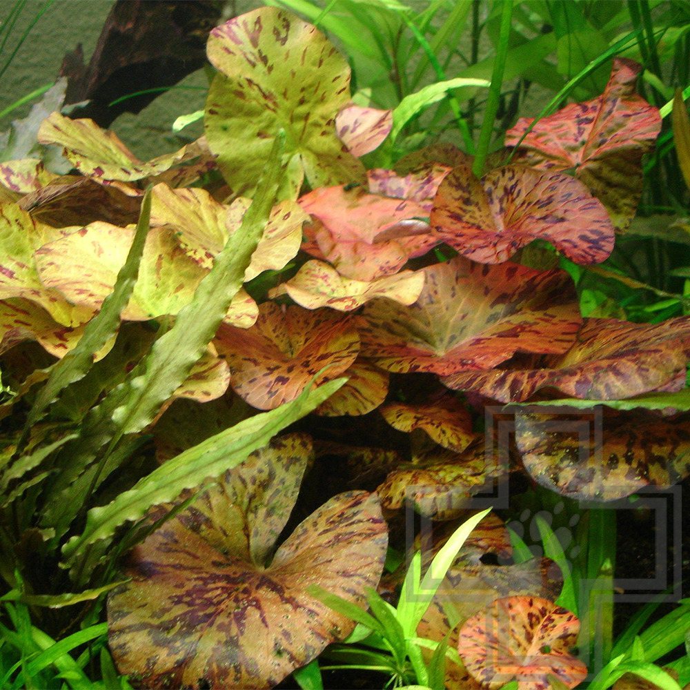 PANAQUA Нимфея тигровая