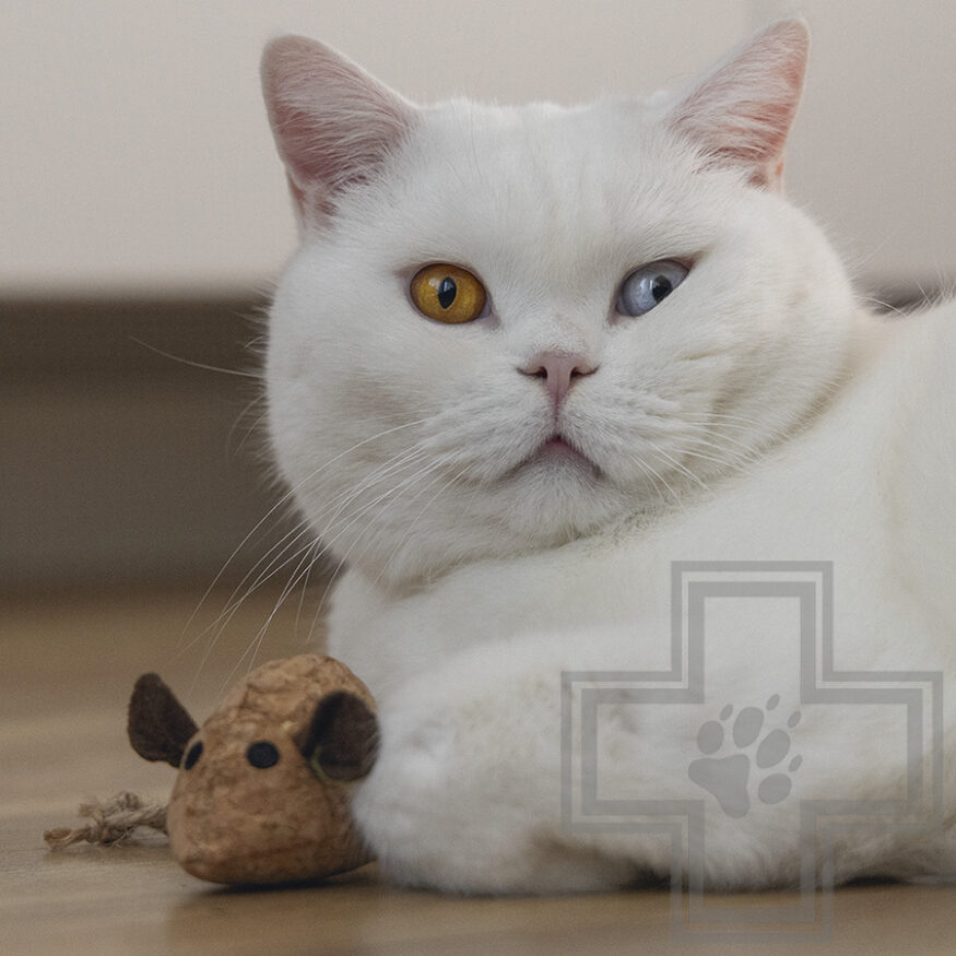 Beeztees Игрушка «Мышка с кошачьей мятой» для кошек Beeztees Игрушка «Мышка с кошачьей мятой» для кошек