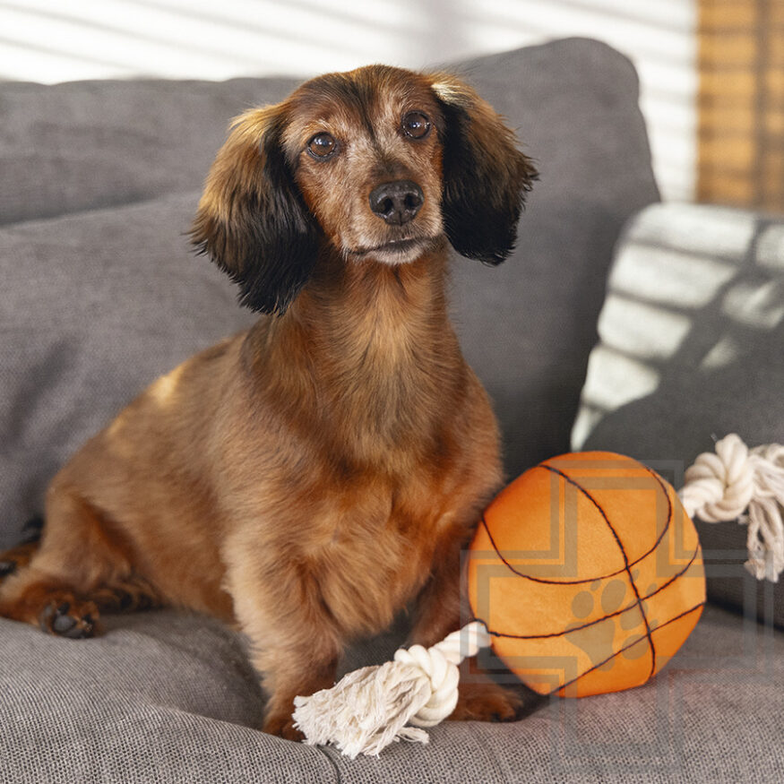 Beeztees Игрушка «Баскетбольный мяч с канатом» для собак Beeztees Игрушка «Баскетбольный мяч с канатом» для собак