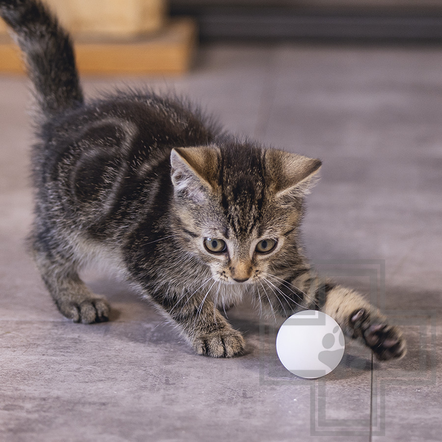 Beeztees Игрушка «Мячики для пинг-понга» для котят