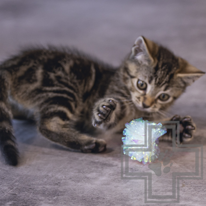 Beeztees Игрушка шуршащие шарики «Evy» для котят Beeztees Игрушка шуршащие шарики «Evy» для котят