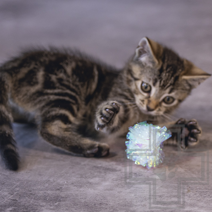 Beeztees Игрушка шуршащие шарики «Evy» для котят