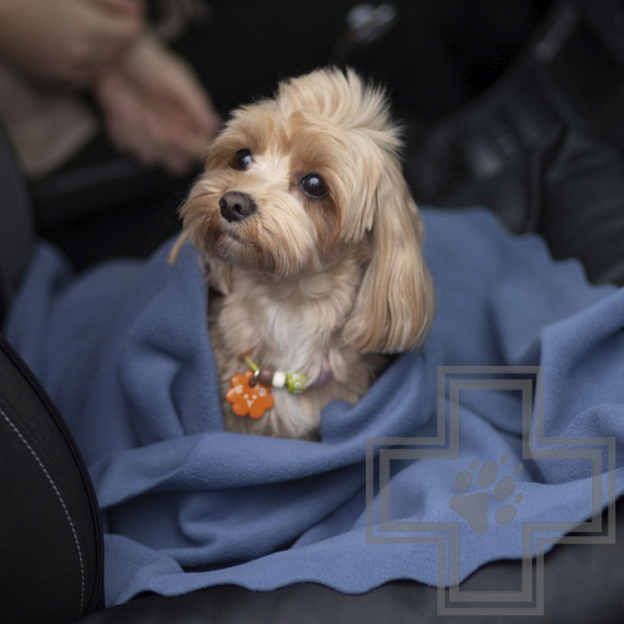 УЮТНЫЙ ПЛЕД Плед флисовый для кошек и собак УЮТНЫЙ ПЛЕД Плед флисовый для кошек и собак