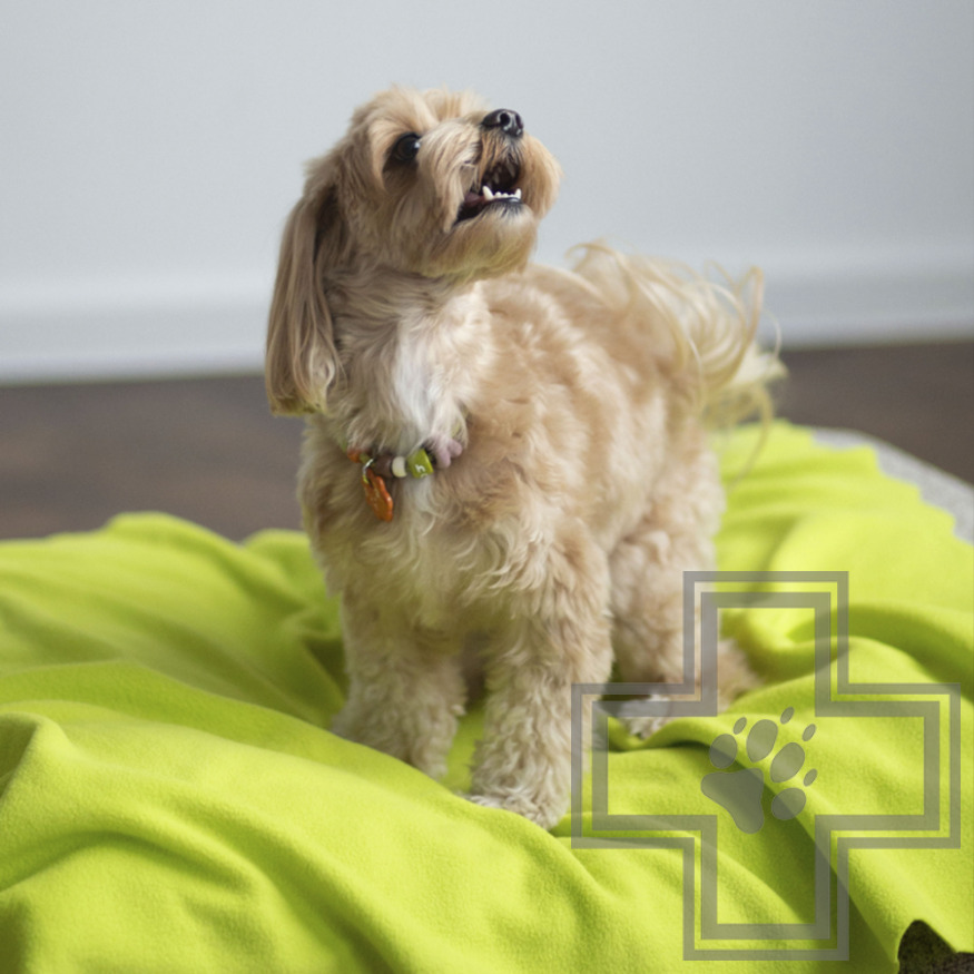 УЮТНЫЙ ПЛЕД Плед флисовый для кошек и собак УЮТНЫЙ ПЛЕД Плед флисовый для кошек и собак