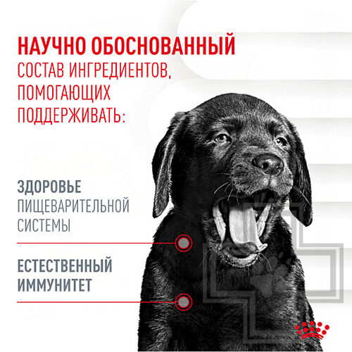 Royal Canin Immunity&Digestion Chews Лакомство для собак для иммунитета и пищеварения Royal Canin Immunity&Digestion Chews Лакомство для собак для иммунитета и пищеварения